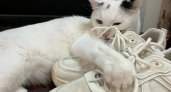Не имя: 3 звука, на которые кошка откликнется всегда - про них должен знать каждый хозяин